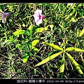 旋花科-槭葉小牽牛_09