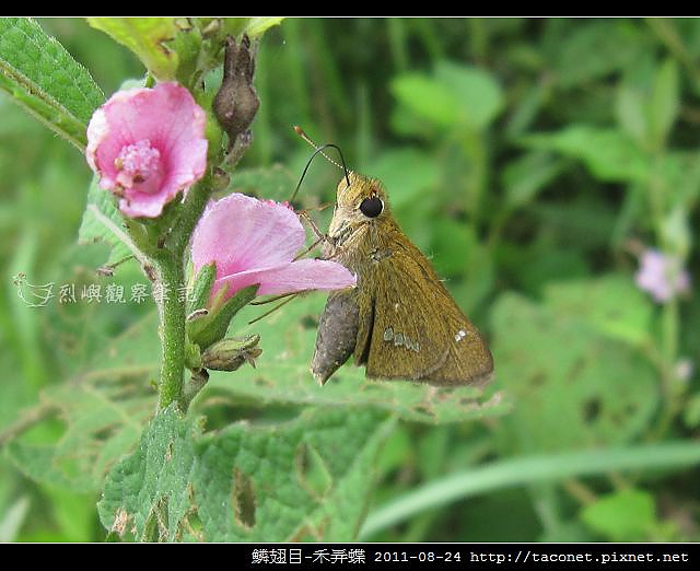 鱗翅目-禾弄蝶_06