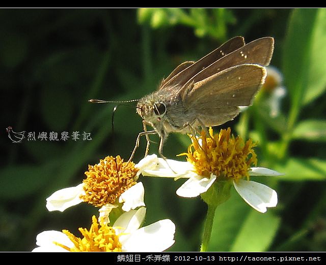 鱗翅目-禾弄蝶_11 鱗翅目-禾弄蝶_11