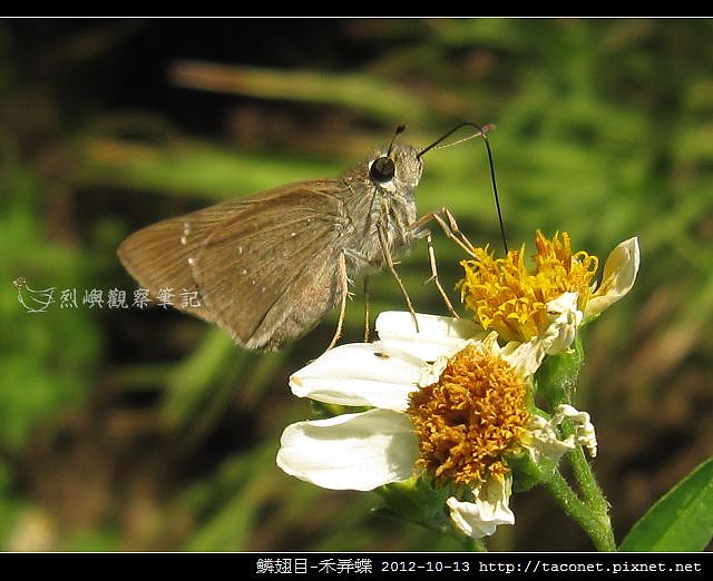 鱗翅目-禾弄蝶_12