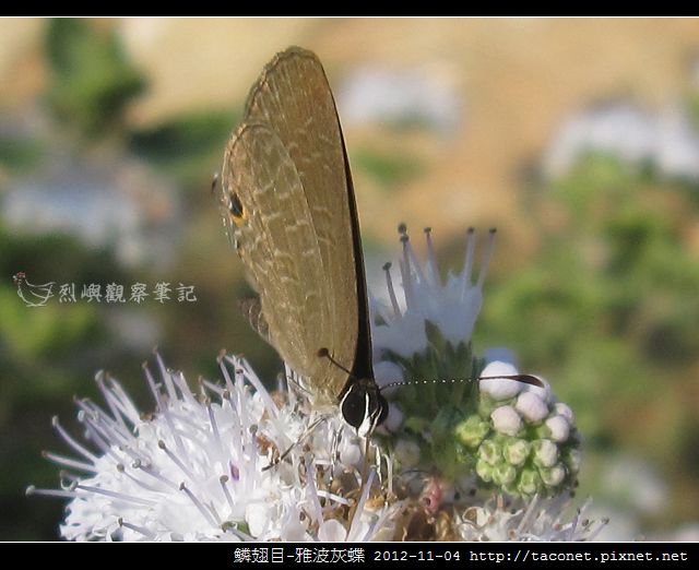 鱗翅目-雅波灰蝶_02