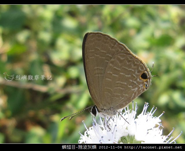 鱗翅目-雅波灰蝶_05