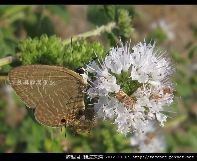 鱗翅目-雅波灰蝶_11 鱗翅目-雅波灰蝶_11