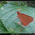鱗翅目-瑪弄蝶_01