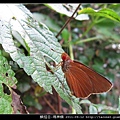 鱗翅目-瑪弄蝶_05