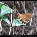 鱗翅目-瑪弄蝶_06