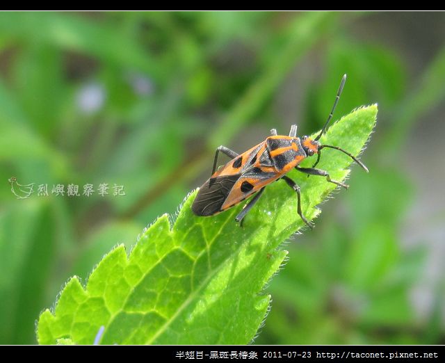 半翅目-黑斑長椿象_03 半翅目-黑斑長椿象_03