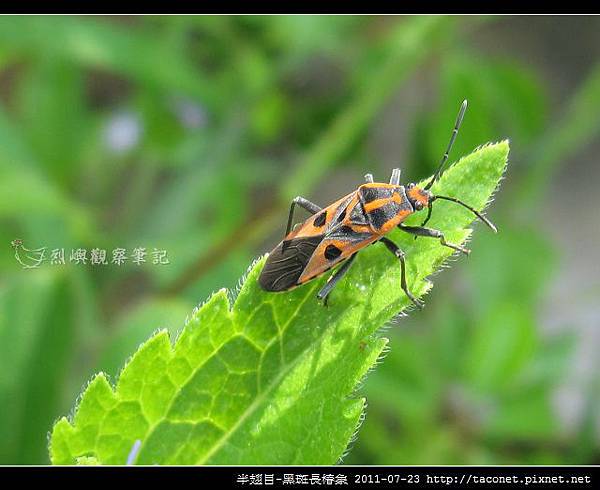 半翅目-黑斑長椿象_03