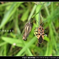 半翅目-黑斑長椿象_09