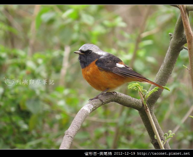 雀形目-黃尾鴝_07 雀形目-黃尾鴝_07