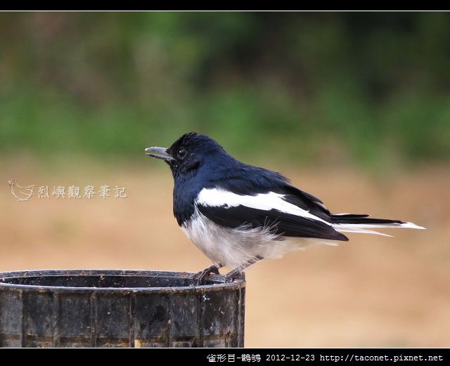 雀形目-鵲鴝_09 雀形目-鵲鴝_09