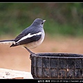雀形目-鵲鴝_11