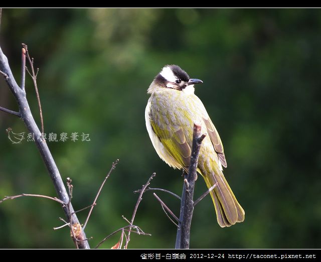 雀形目-白頭翁_13 雀形目-白頭翁_13