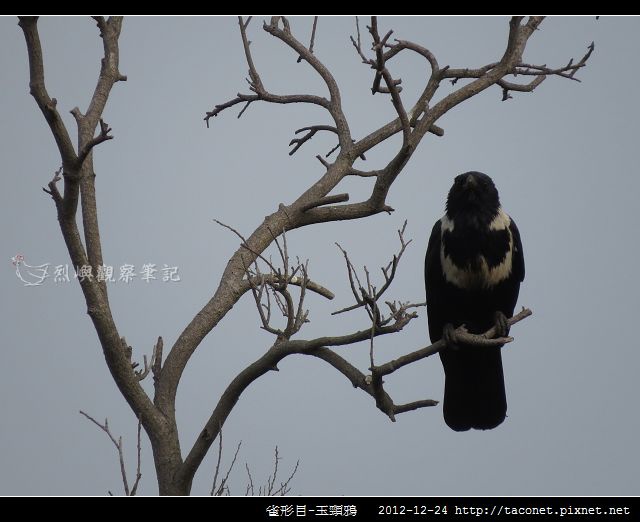 雀形目-玉頸鴉_07