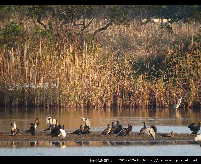 陵水湖賞鳥 _01