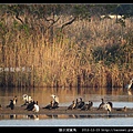 陵水湖賞鳥 _01