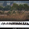 陵水湖賞鳥 _03