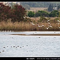 陵水湖賞鳥 _07