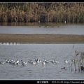 陵水湖賞鳥 _09