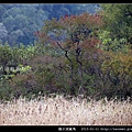 陵水湖賞鳥 _14