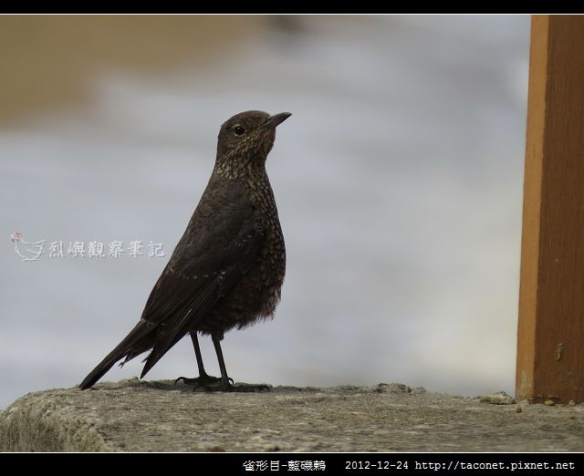 雀形目-藍磯鶇_07