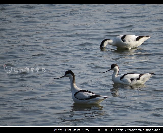 反嘴_10 反嘴_10