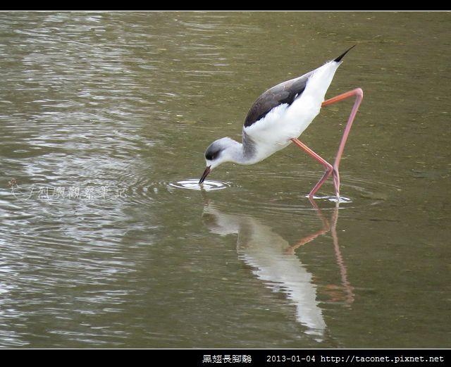 黑翅長腳鷸_03 黑翅長腳鷸_03