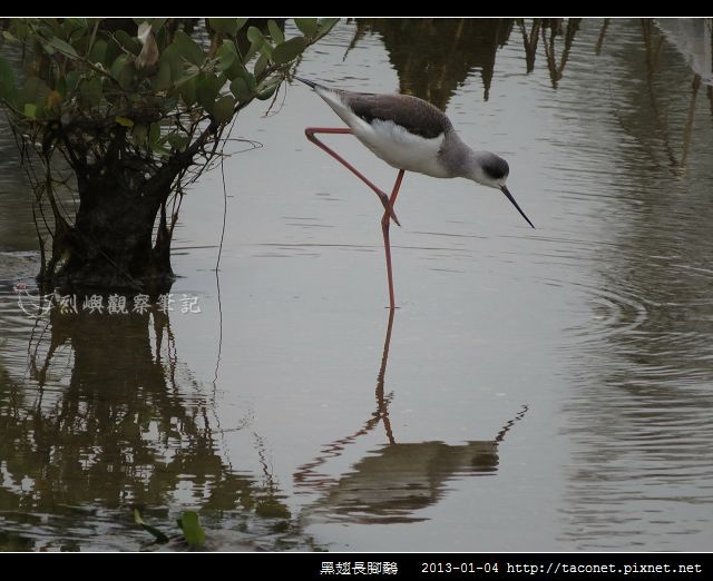 黑翅長腳鷸_04