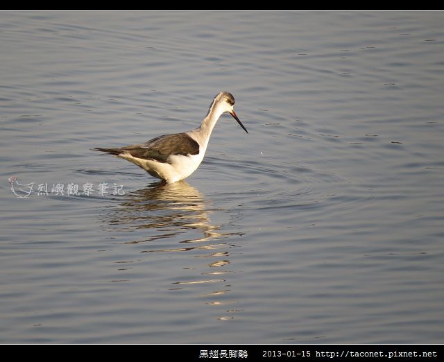 黑翅長腳鷸_06