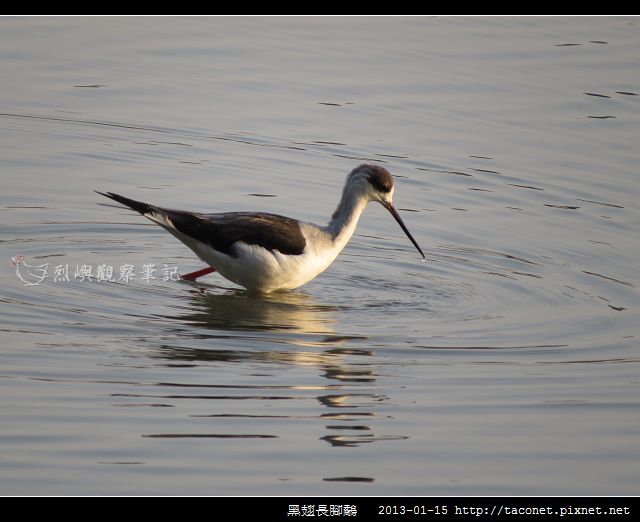 黑翅長腳鷸_07