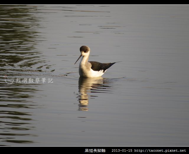 黑翅長腳鷸_09