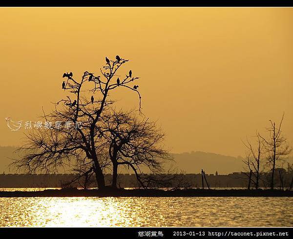 慈湖賞鳥_05