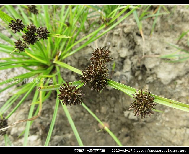 莎草科-異花莎草_05 莎草科-異花莎草_05