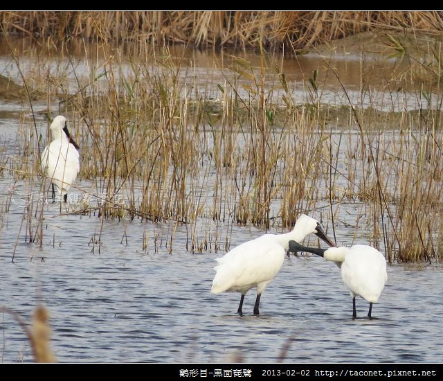 Platalea minor_02