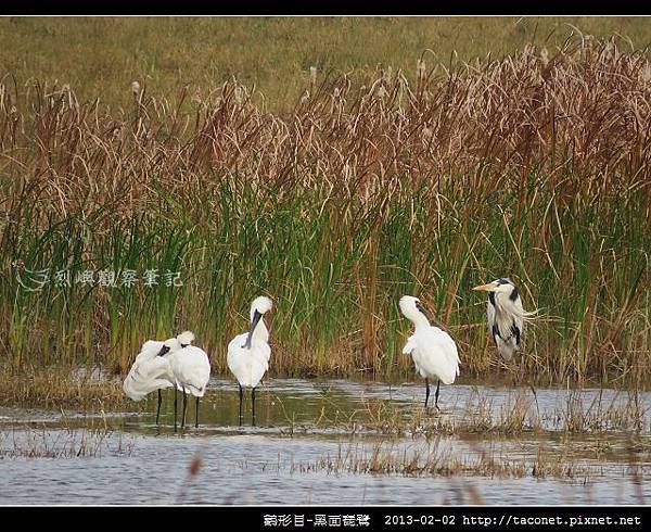 Platalea minor_03