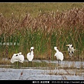 Platalea minor_03