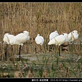 Platalea minor_04