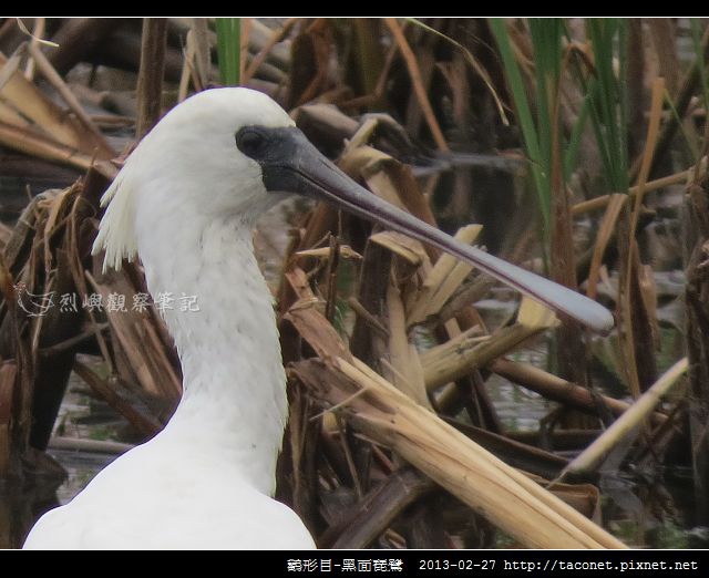 Platalea minor_08