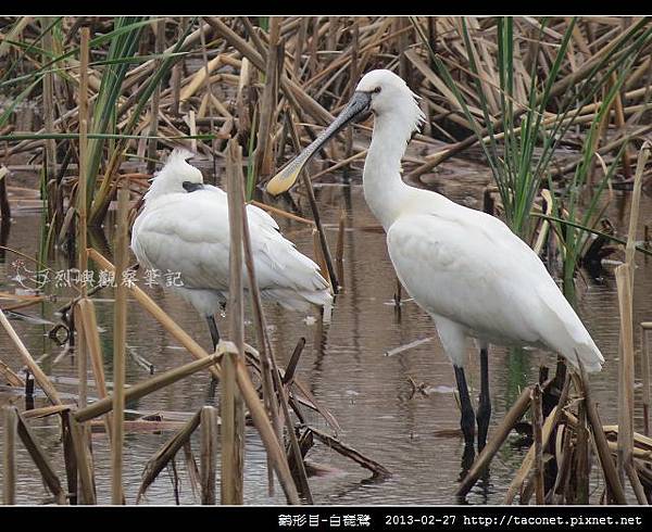 Platalea leucorodia_01