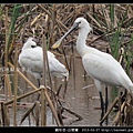 Platalea leucorodia_01