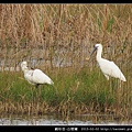 Platalea leucorodia_02