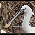 Platalea leucorodia_04