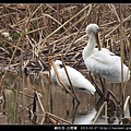 Platalea leucorodia_03