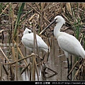 Platalea leucorodia_05