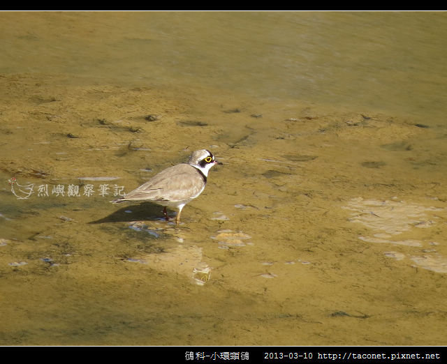 鴴科-小環頸鴴-01