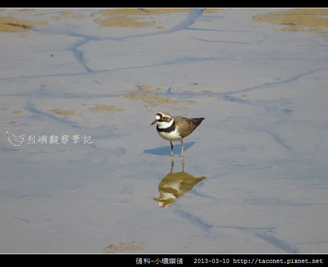 鴴科-小環頸鴴-09 鴴科-小環頸鴴-09