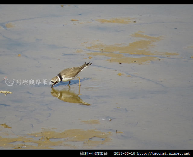 鴴科-小環頸鴴-12