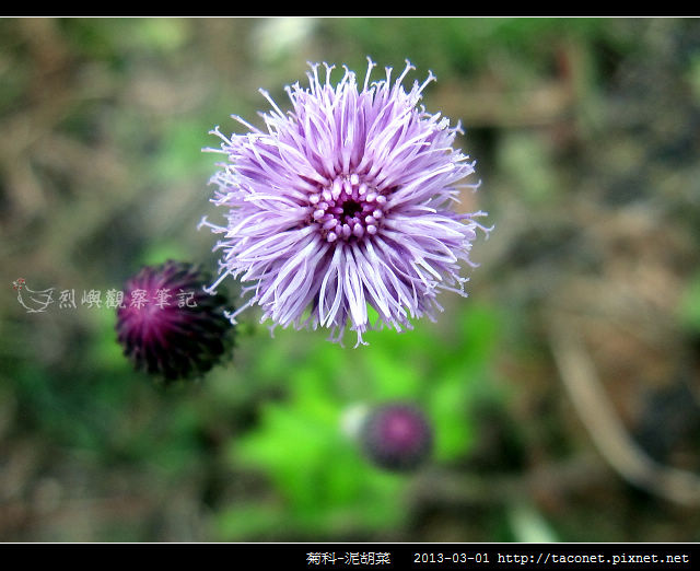 菊科-泥胡菜_02 菊科-泥胡菜_02