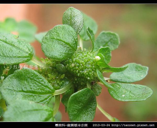 蕁麻科-齒葉矮冷水麻_02