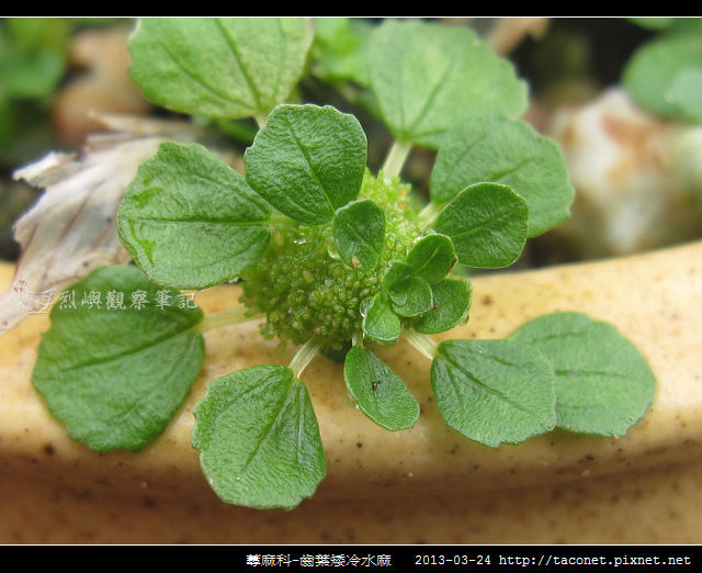 蕁麻科-齒葉矮冷水麻_03 蕁麻科-齒葉矮冷水麻_03